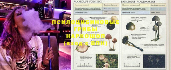 прущие грибы Киреевск
