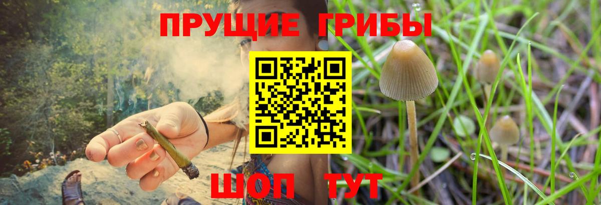 Галлюциногенные грибы Psilocybine cubensis Серпухов